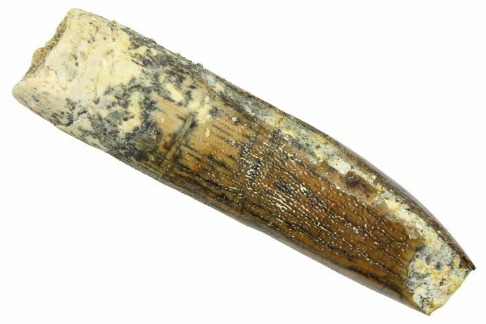 Fossil Sauropod Dinosaur (Titanosaur) Tooth - Morocco #369658